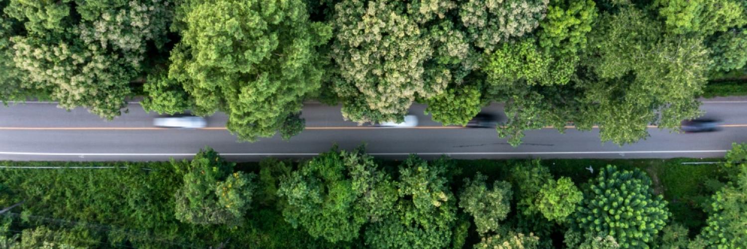 Straight road in between trees